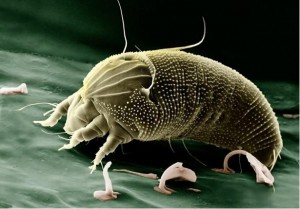 dust mite